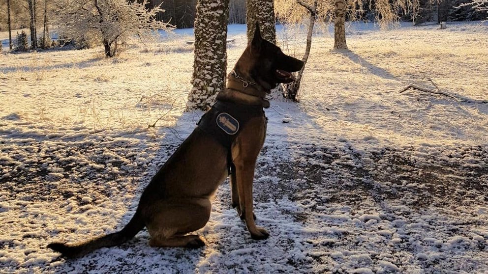 Leevi-police-dog-by-Poliisi