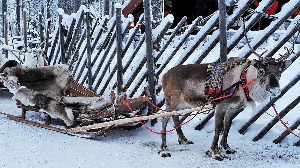 Lapland-Reindeer