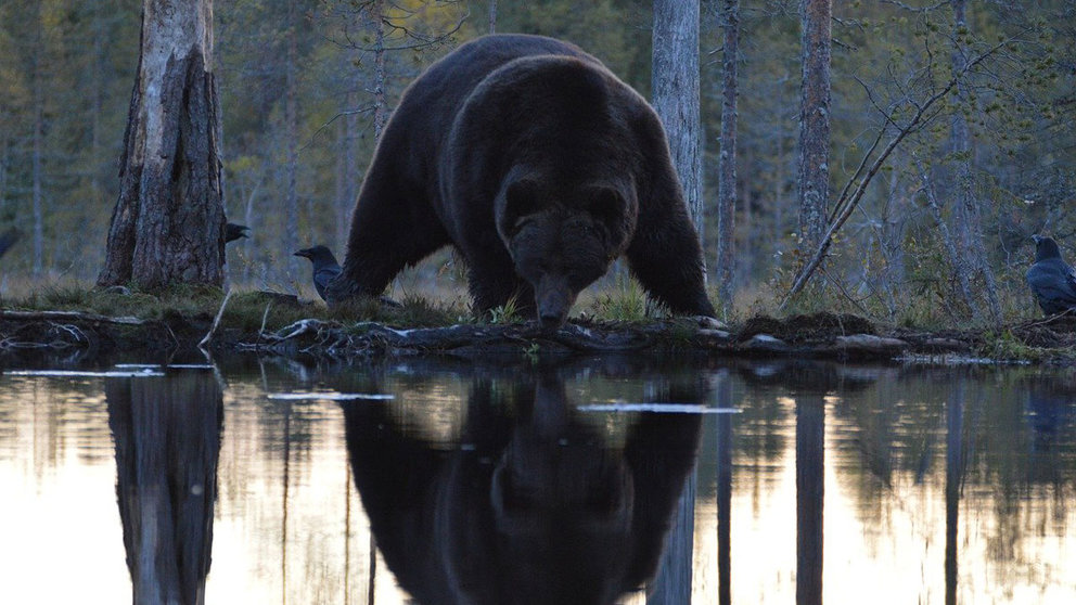 A bear in a Kuhmo lake. Photo: Janne Autere/Pixabay.