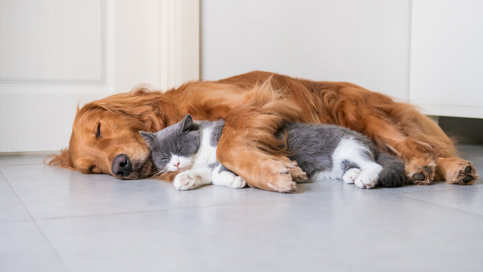 Cats-dogs-sleep