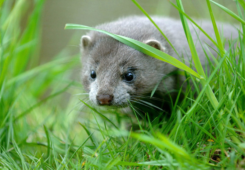 FILED - Denmark prepares to cull minks to prevent outbreak, as mutated form of virus discovered. Photo: Patrick Pleul/dpa.