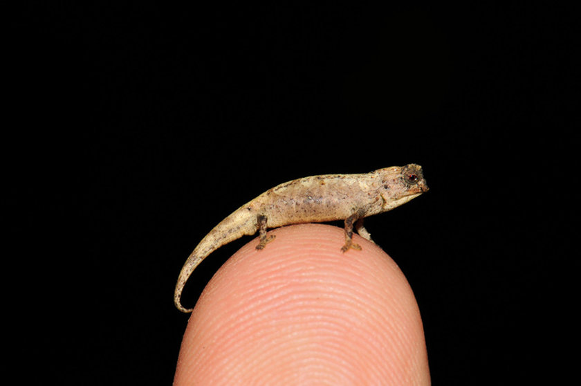 HANDOUT - A tiny male chameleon sits on a finger in this undated picture. An international team of researchers discovered this new tiny species of chameleon in Madagascar. The new species is called Brookesia nana. ( Photo: Frank Glaw/SNSB-ZSM/dpa - ATTENTION: editorial use only in connection with the latest coverage and only if the credit mentioned above is referenced in full