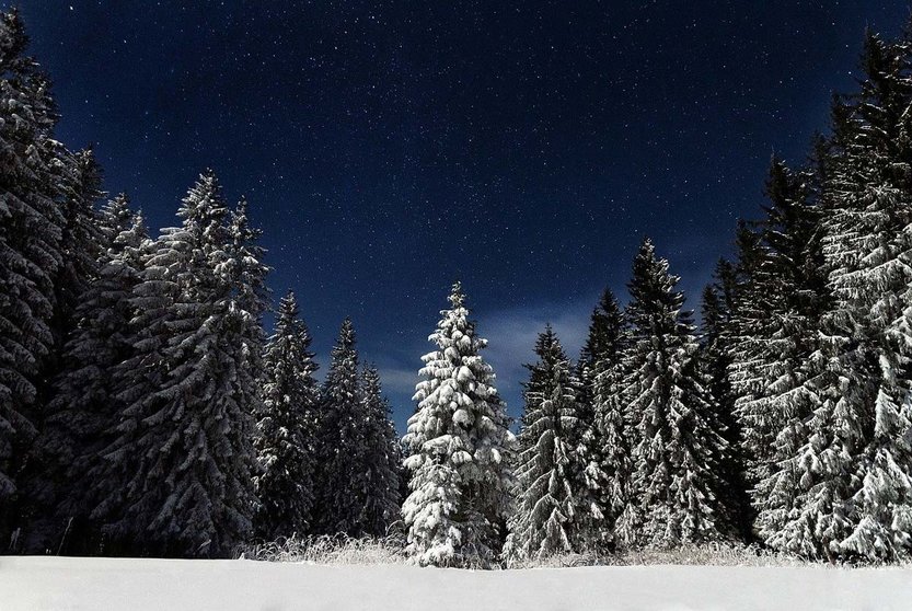 Forest-trees-night-winter-snow-by-pixabay